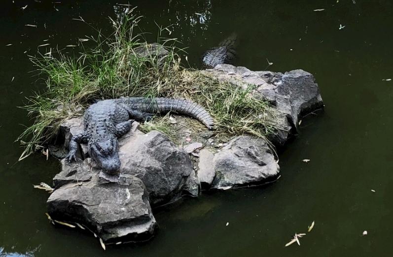游泳怎么憋气视频教程_游泳时如何憋气_水下游泳憋气小技巧